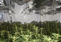 Newton Abbot cannabis factory pictures released by police