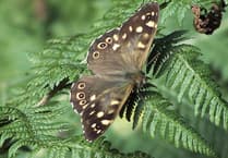 Two new species of butterflies could colonise the Isle of Man