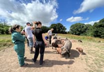 Training days help vets expand their knowledge of pig health