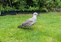 Bird charity sees a rise of injured gulls