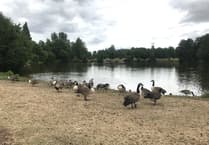Council’s cull plan scrapped as Canada geese move on from Lydney lake