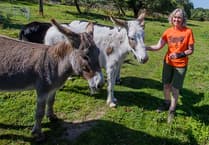 Donkeys, dolphins and more get helping hand with £15m funding for nature