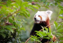 Red panda Aria moves to England for breeding programme